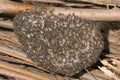 Close up of honey comb.Bee hive