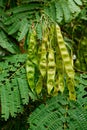 Close-up of Honey Locust (Gleditsia Triacanthos) leaves