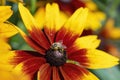 A honeybee Apis mellifera on a firewheel Gaillardia pulchella in the sunshine Royalty Free Stock Photo