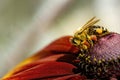 A honeybee Apis mellifera on a firewheel Gaillardia pulchella in the sunshine Royalty Free Stock Photo