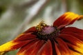 A honeybee Apis mellifera on a firewheel Gaillardia pulchella in the sunshine Royalty Free Stock Photo