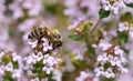 Close-up of a honeybee collecting pollen from a flowering marjoram plant in May Royalty Free Stock Photo