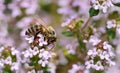 Close-up of a honeybee collecting pollen from a flowering marjoram plant in May