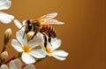 A bee collecting nectar from white flowers on a warm background Royalty Free Stock Photo