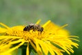 Honeybee, harvesting, flower, polen, healty