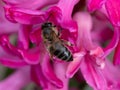 Close up of a honeybee on a pink hyacinth flower Royalty Free Stock Photo