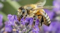 Close-up of a honeybee pollinating lavender flowers Royalty Free Stock Photo