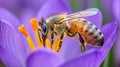 Close-up of honeybee pollinating a purple crocus flower Royalty Free Stock Photo