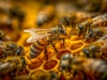 Close-up of honeybees working on a hive\'s honeycomb structure Royalty Free Stock Photo