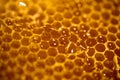Close-up Honeycomb Beehive Nectar Bee