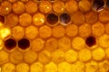 Close-up Honeycomb Beehive Nectar Bee