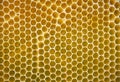 Close up of a honeycomb in beehive, yellow abstract texture and background