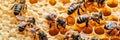 A Close-Up of a Honeycomb with Bees in Action, Highlighting the Intricate Work of Apiculture Royalty Free Stock Photo