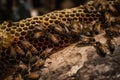 close-up of honeycomb, with busy bees working to make their sweet harvest