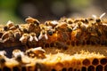 close-up of honeycomb, with busy bees working to make their sweet harvest