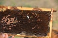 Close up of honeycomb cells