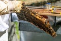 Close-up of a honeycomb held by a beekeeper