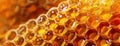 Close-up of a honeycomb with honey, hues of amber and gold, translucent. Panorama with copy space.