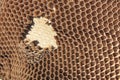 Honeycomb structure on cardboard