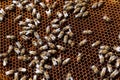 Close-up of a honeycomb with a swarm of bees making honey in an apiary.