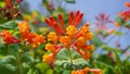 Close up Honeysuckle with two-lipped, tubular scarlet-orange flowers. Lonicera sempervirens flowers, common names coral honeysuck