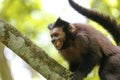 Close-up of a Hooded capuchin, Iguazu, Misiones, Argentina