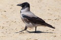 Hooded crow walking by sand