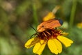 Close Up of Hooked Net-Winged Beetle Calopteron terminale on Stiff Greenthread flower. West Texas