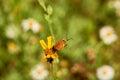 Close Up of Hooked Net-Winged Beetle Calopteron terminale on Stiff Greenthread flower. West Texas