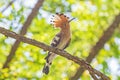 Close up of hoopoe sitting on branch