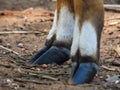 Close-up of the hooves of a nyala calf