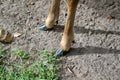 Close up of the hooves a white tailed deer