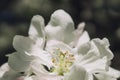 Close-up of blooming apple tree flowers. Royalty Free Stock Photo