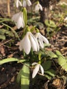 Close up horizontal photo of blooming white snowdrop