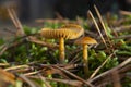 Two unedible toadstool light brown mushrooms Royalty Free Stock Photo