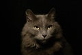 Close up horizontal portrait image of longhair gray domestic cat against  black background Royalty Free Stock Photo