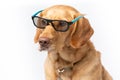 Close up horizontal portrait of retriever wearing movie glasses looking serious, shot on a white background.