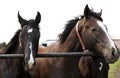 Close-up horizontal portrait of two horses. Royalty Free Stock Photo