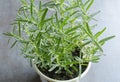 Overhead View Rosemary Herb Plant