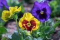 Close up of horn violet pansy flower in nature at springtime
