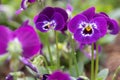 Close up of horn violet pansy flower in nature at springtime