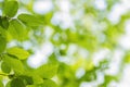 Close up of hornbeam leaves at spring