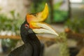 Close up Hornbills bird Royalty Free Stock Photo