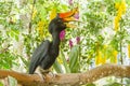 Close up Hornbills bird Royalty Free Stock Photo