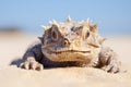 close-up of a horned desert lizard on a sand dune