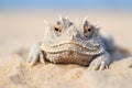 close-up of a horned desert lizard on a sand dune