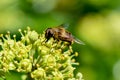 Close up from a hornet mimic hoverfly on ivy blossoms