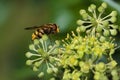 Close up from a hornet mimic hoverfly (Volucella zonaria) Royalty Free Stock Photo