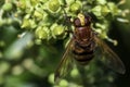 Close up from a hornet mimic hoverfly on ivy blossoms Royalty Free Stock Photo