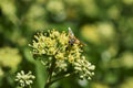 A hornet mimic hoverfly Volucella zonaria on ivy blossoms Royalty Free Stock Photo